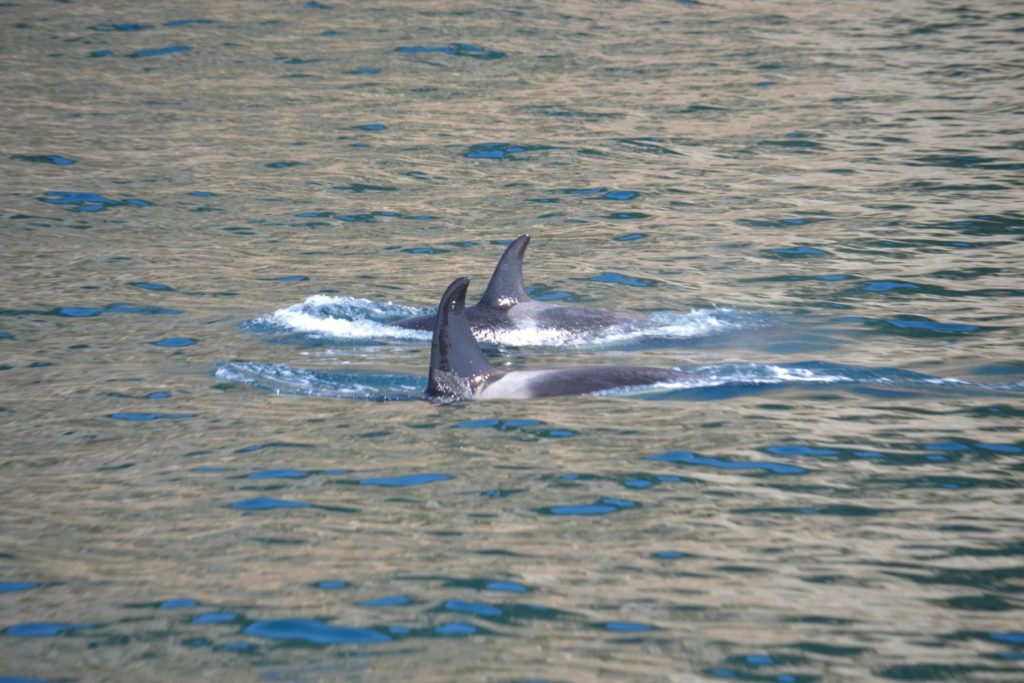 DSC_1184